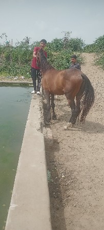 આઘોડાનાસાટાકરવાનાછે ઘોડીઘોડોહાલે