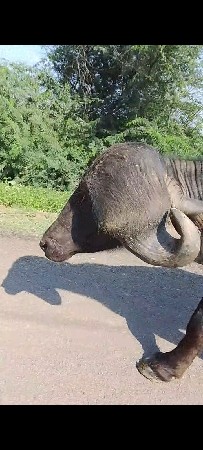 પાડો વેશવાનોશે