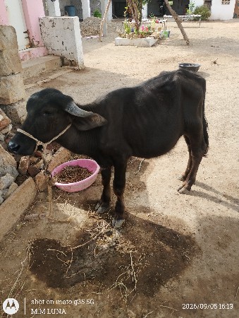 આ પાડો વેચવાનું છે
