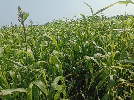 4 વિઘા લીલી નિઘલેલ જુવારનો ચારો