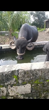 ભેહવેસવાનુસે