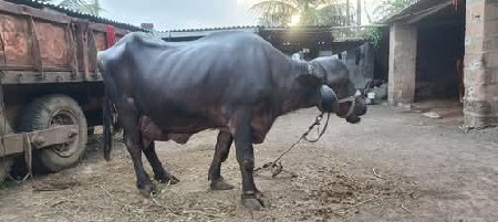 ભેંસ વેચવાની છે