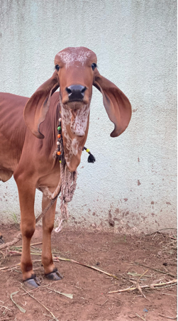ઓરિજિનલ ગીર વાછડી વેચવાની છે
8 મહિનાની