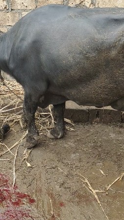 ત્રીજું વેતર