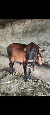 કારી ગીર મુડો હોડકી વેચવાની છે