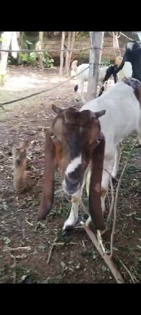 બકરી છે 3