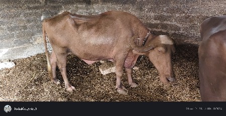 ભેંસ