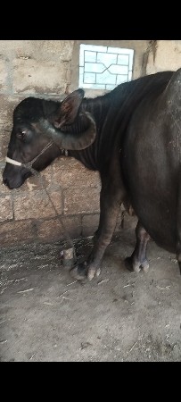 બીજું વેતર