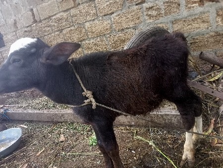 બે પાડા વેચવાના છે