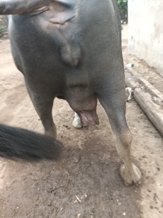 ૨ભેસવેસવાની