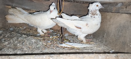 એક કનસરા નો જોટો છે