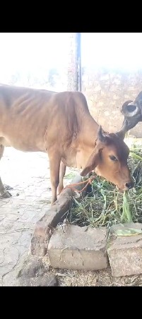 અધબેરિ જર્સી ગાય