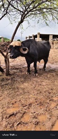 પાડો