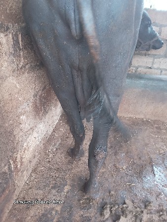 બીજુ વેતર