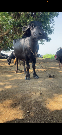 ભેસ વેચવાની છે