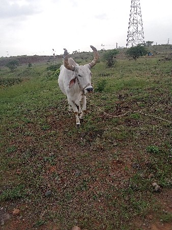 બળદ