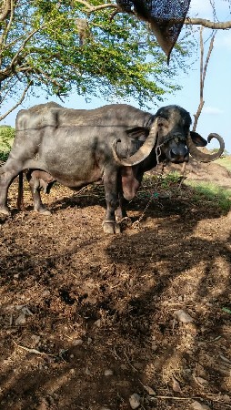 વેચવાની