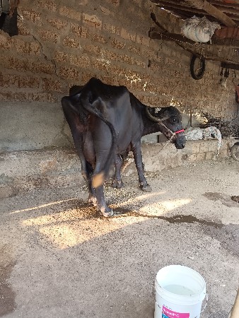 ભેંસ વેચવાની છે