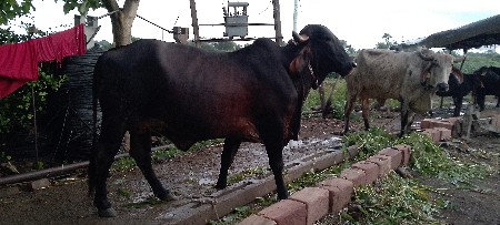 ગાય