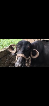 ભેંસ વેચવાની છે.