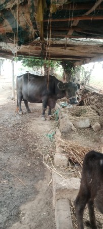 ભેંસ વેચવાની છે