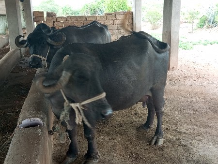 2જૂ વેતર