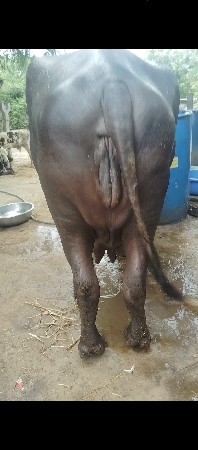 7 દિવસ ની કાચી છે