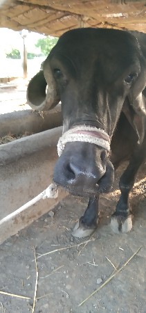 ભેસ વેચવા ની છે