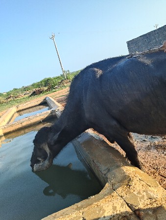 ભેંસ વેચવાની છે