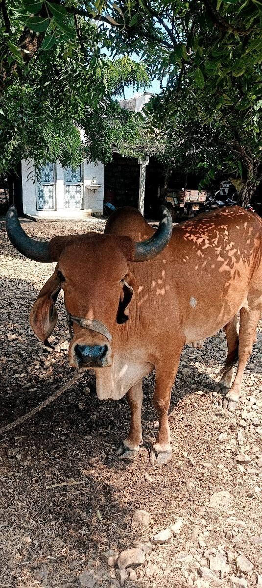ગાયને વાચળી બંને દેવાના