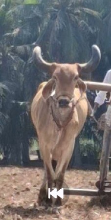 બળદ વેચવાનો છે ફ્રીમાં