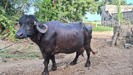 ભેસ વેચવાની છે