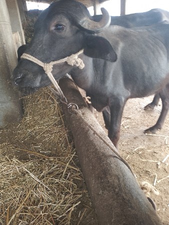 ખડેલી વેચવાની છે