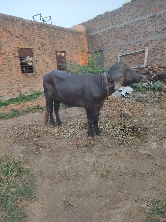 પાડો વેચવાનો છે