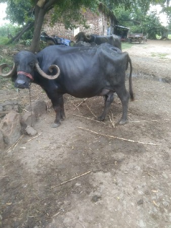 10 દિવસ ની કાશી છે