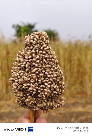 રાવલ ની દેશી જુવાર