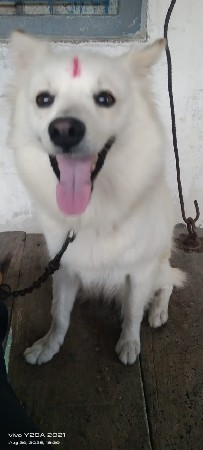 pom femel