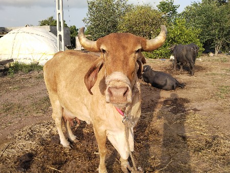 ગાય વેચવાનું છે