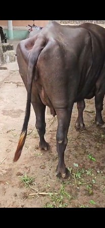 આ ભેસ વેચવા ની છે