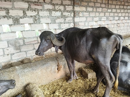 ખડેલી