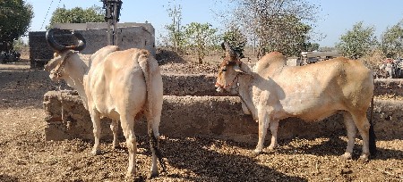કિંમત 60000