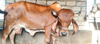 ગીર ગાય વેચવાની છે