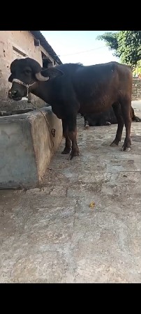 ખડેલી