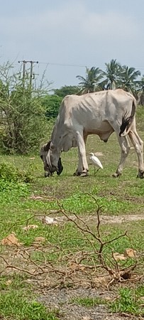 વેચવાનો છે