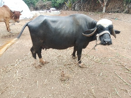દેવાની છે