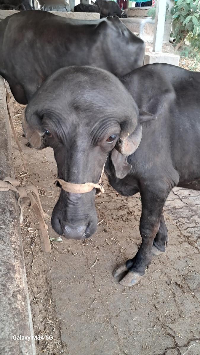 પાડો વેચવાનો છે