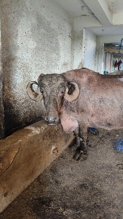 ભેંસ વેચવાની છે