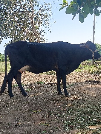 ગાય વેચવાની છે
