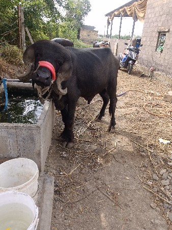 વેચવાનો