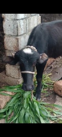 પાડો.   બે વર્ષનો છે